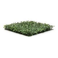 Boxwood Ivy Pacific Blend